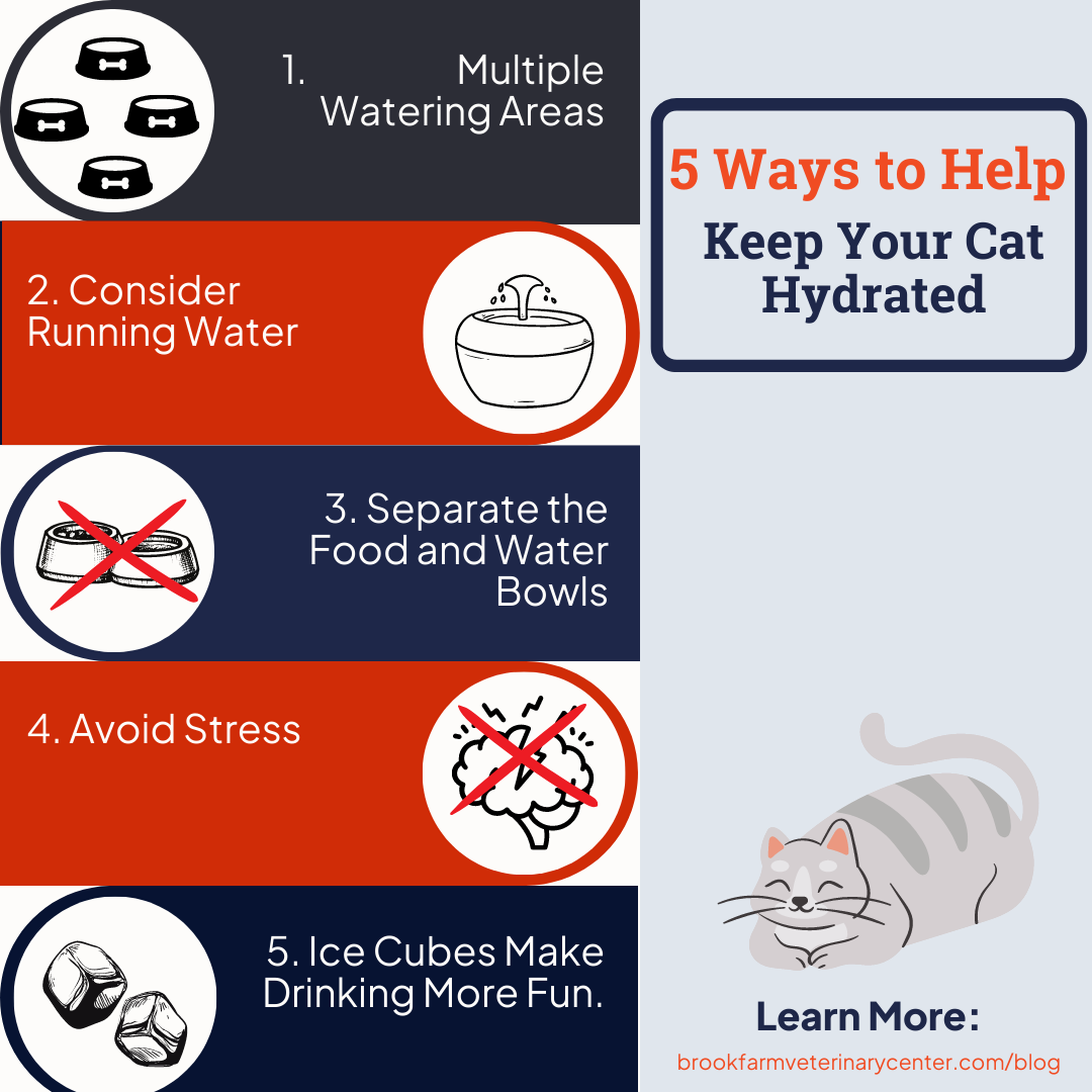 How to Keep Your Cat Hydrated